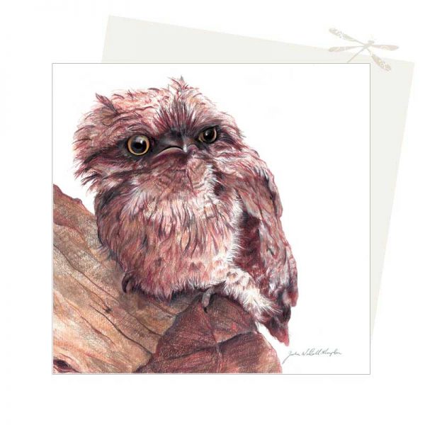 Frogmouth Card