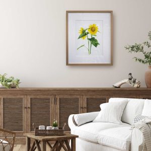 Sunflower Study original framed on wall