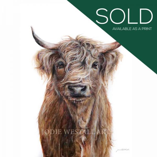 sold watercolour of Hamish Cow
