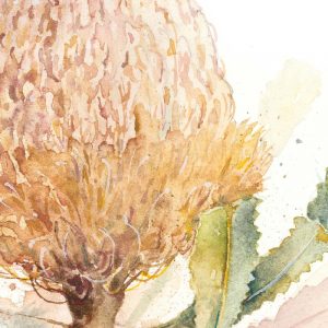 Watercolour Banksia