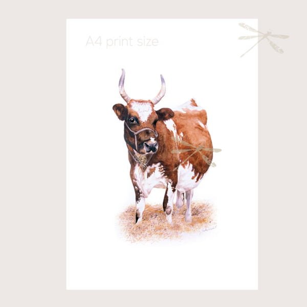 Ayrshire Cow print