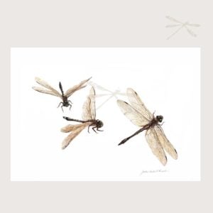dragonfly print