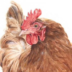 close up of chicken print