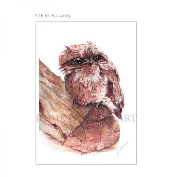 tawny frogmouth painting