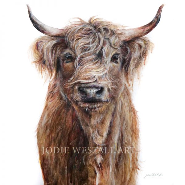 Hamish Highland cow